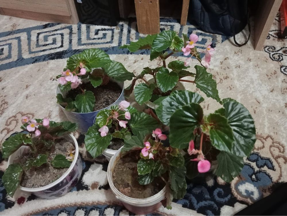 Продам цветы бегоние