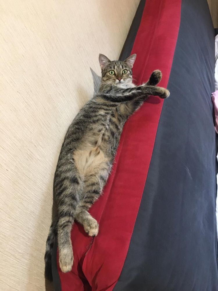 Отдадим кошку в любящий дом