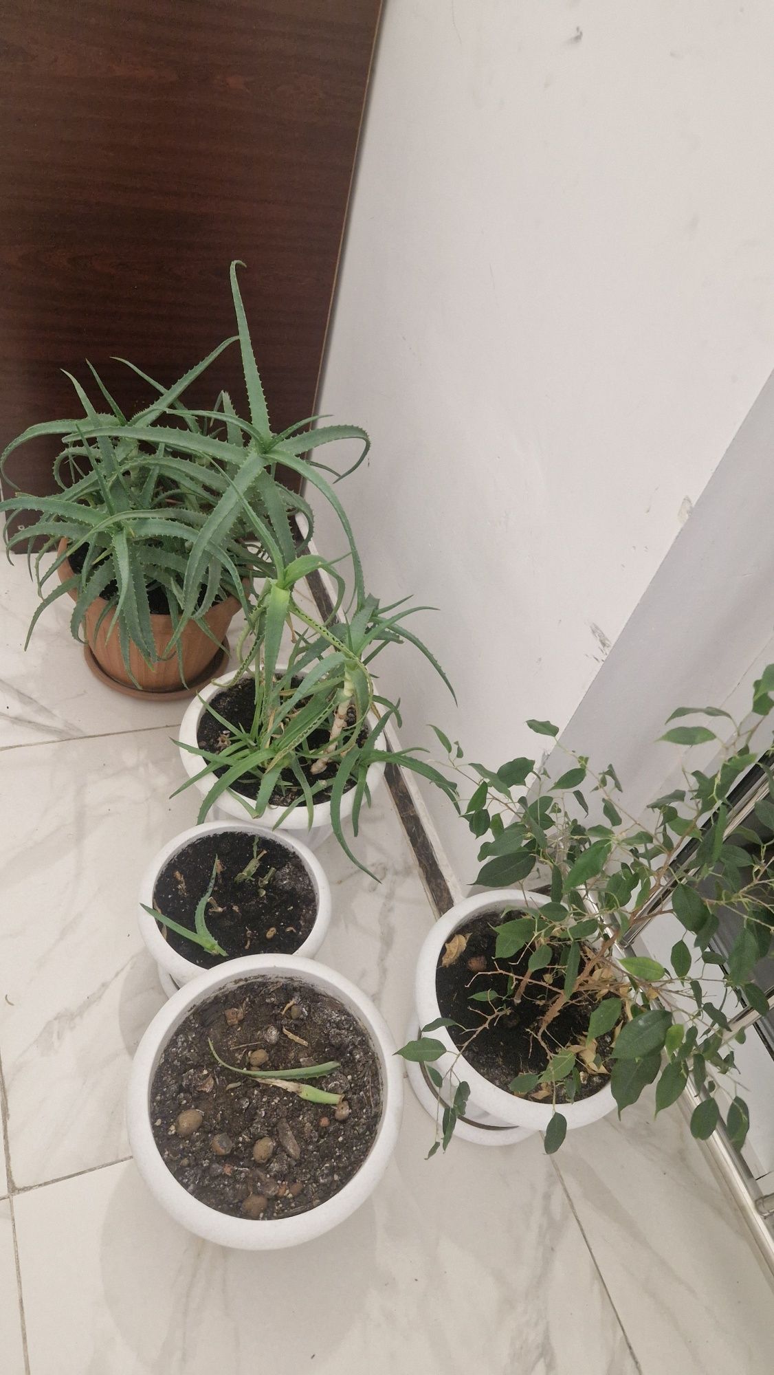 Продам комнатные растение