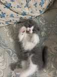 Шотландский вислоухий кошка(мальчик)