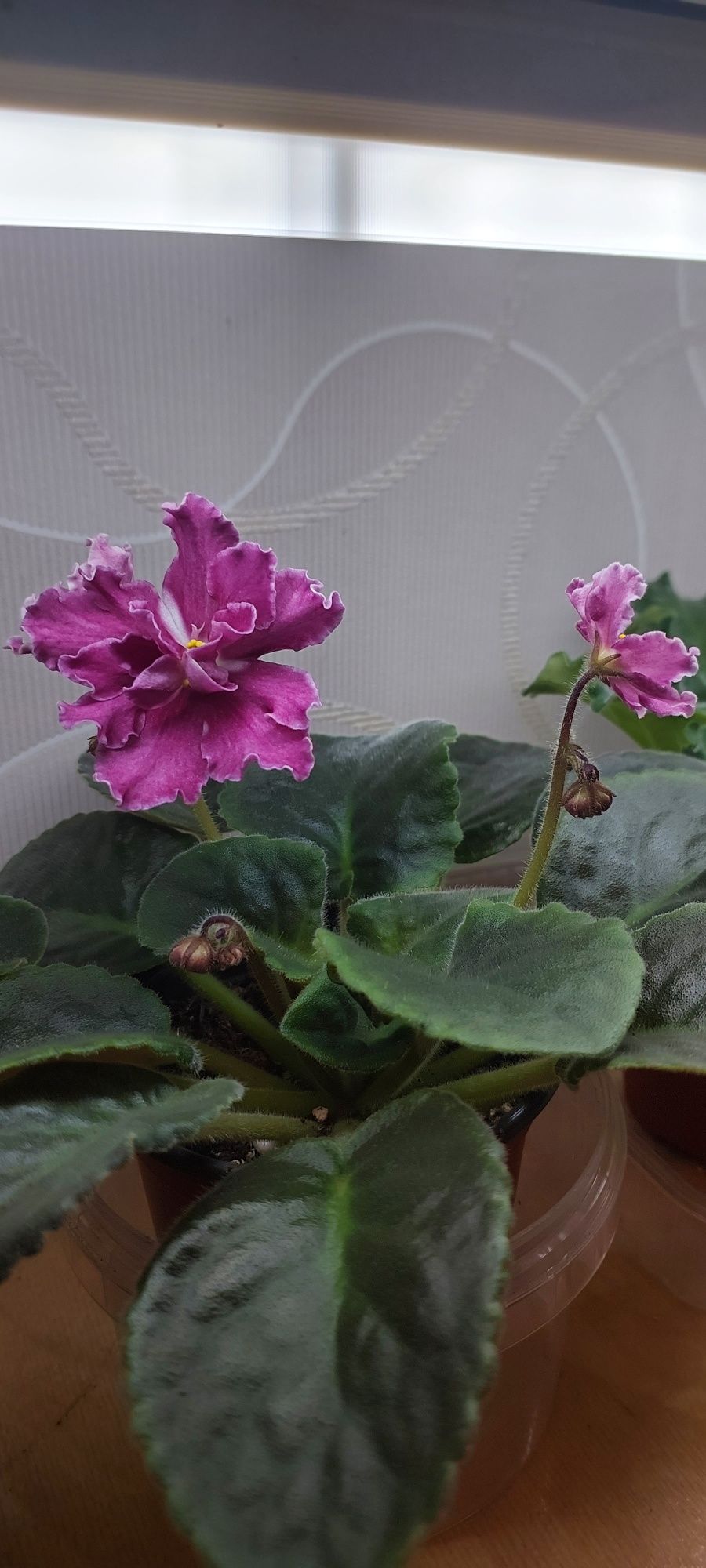Продаю фиалки.домашние.есть разные сорта.