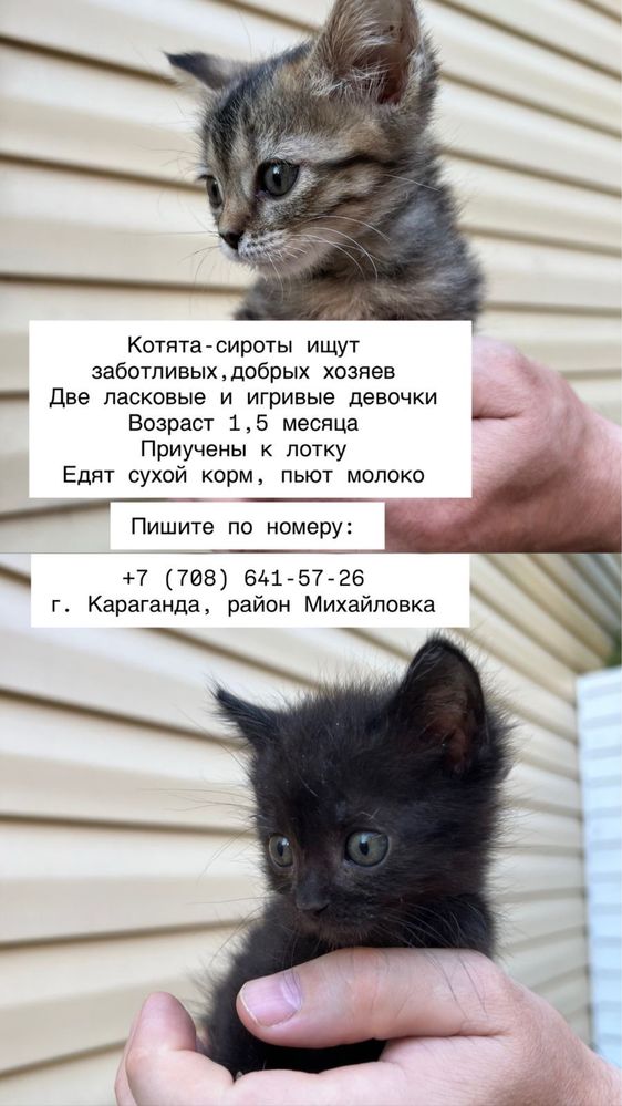 Отдают котят в добрые руки