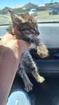 Котёнок мысык бесплатно
