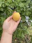 Продаю абрикосы спелые, сорт большие как персик, кг 800тг