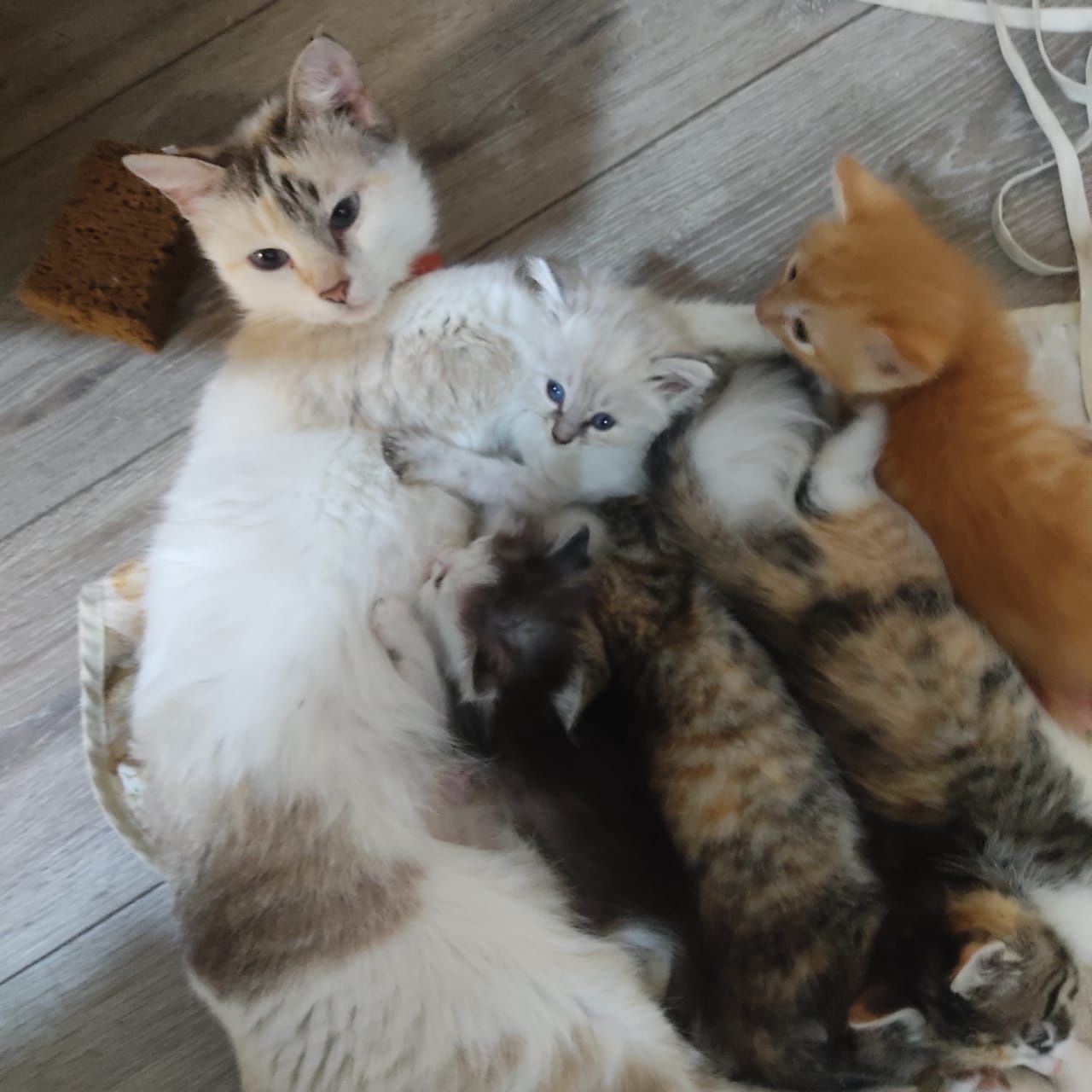Отдам бесплатно умных и красивых домашних котяток