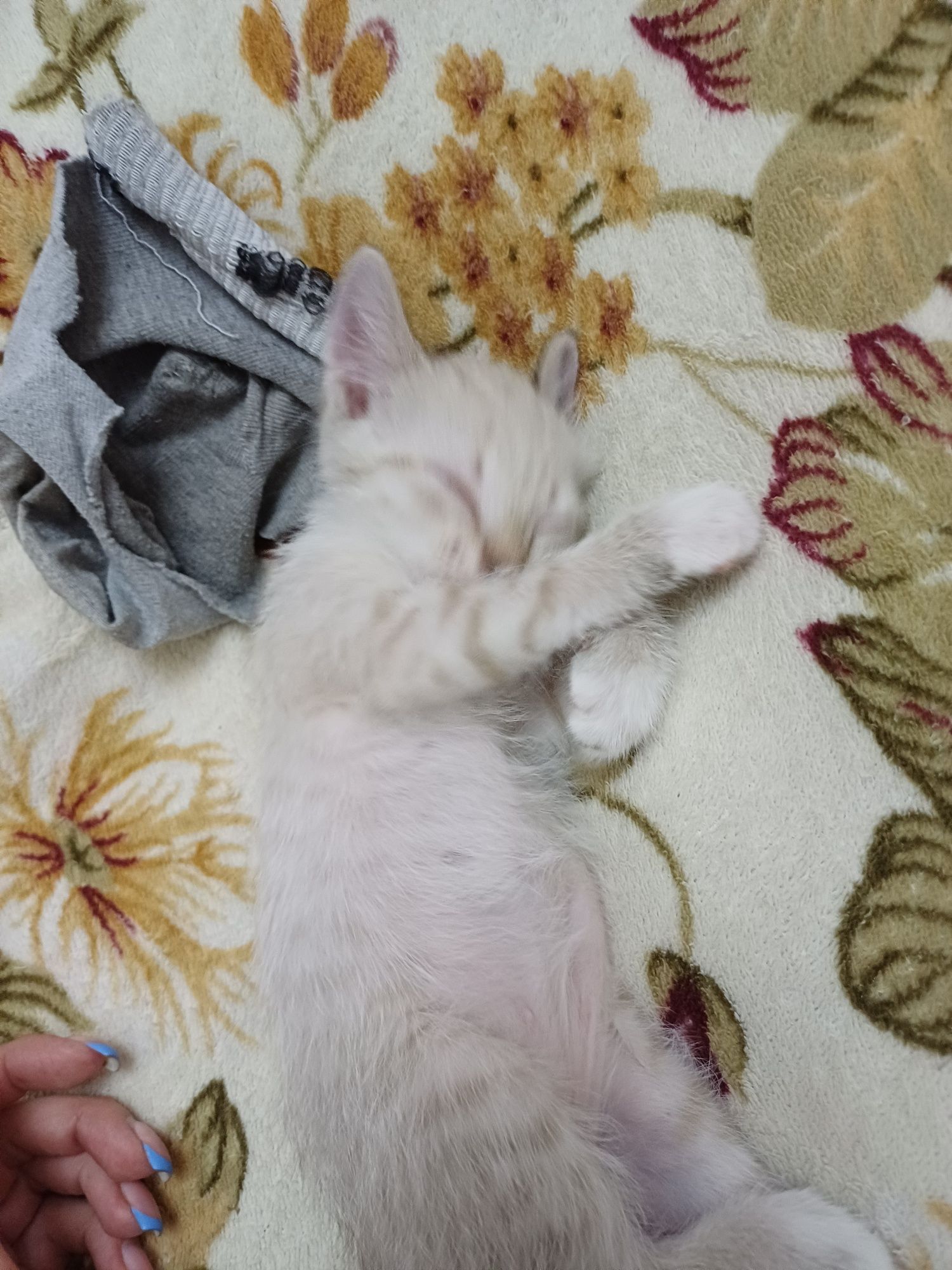Котёнок, мальчик