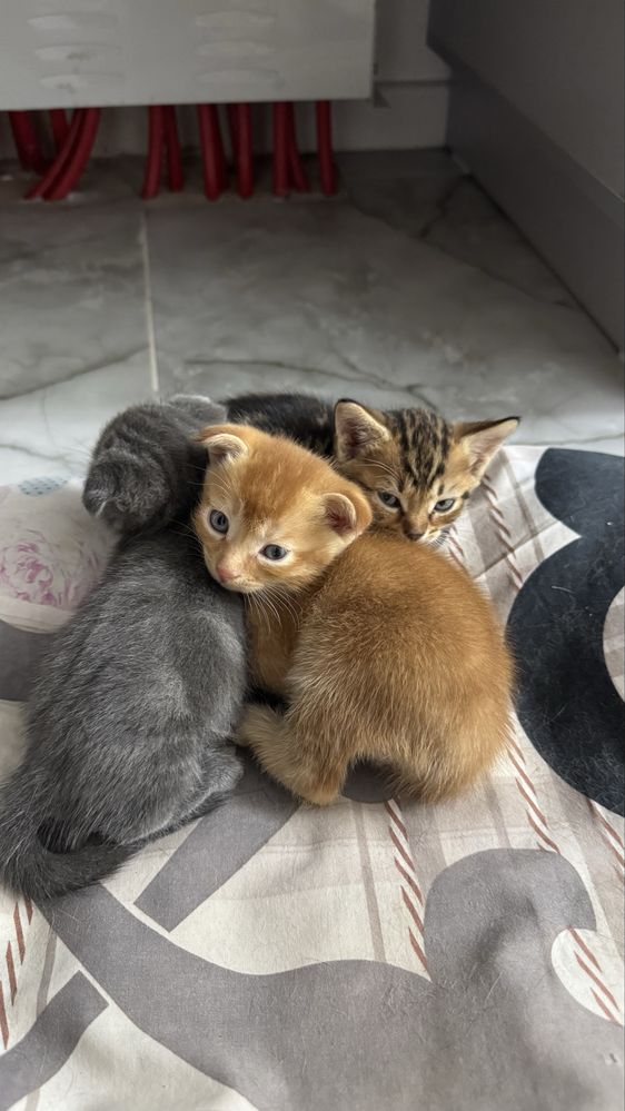 Вислоухие котята