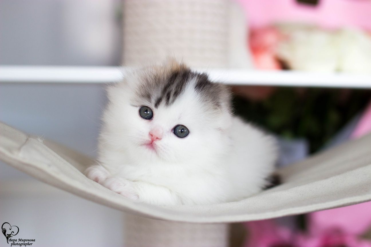 Шотландские котята Фолд страйт Шиншилла