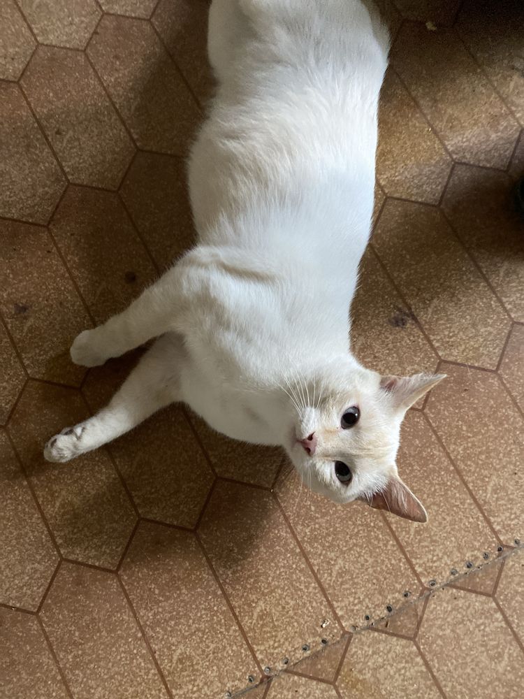 Пристраиваются кот и кошка