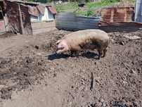 Продам кабана производителя