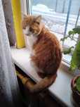 Отдам кота в добрые руки