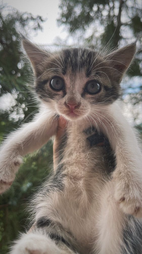 Отдам голубоглазых котят в хорошие руки