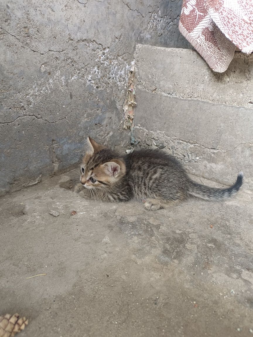 Котята, кошки, котики