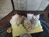 Британские котята