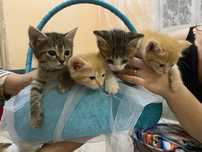 Отдам котят в добрые руки