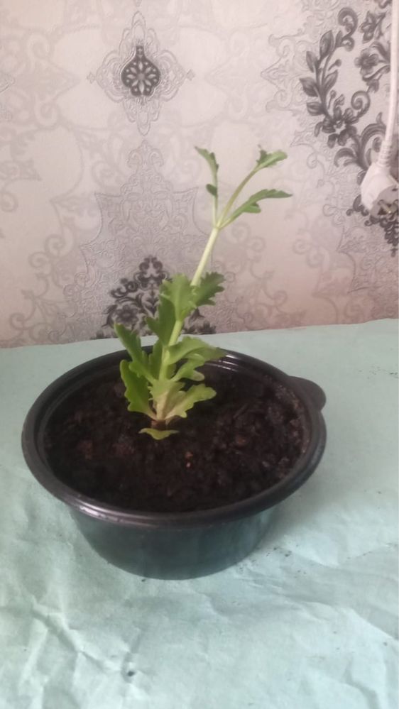 Красивые домашние цветочки