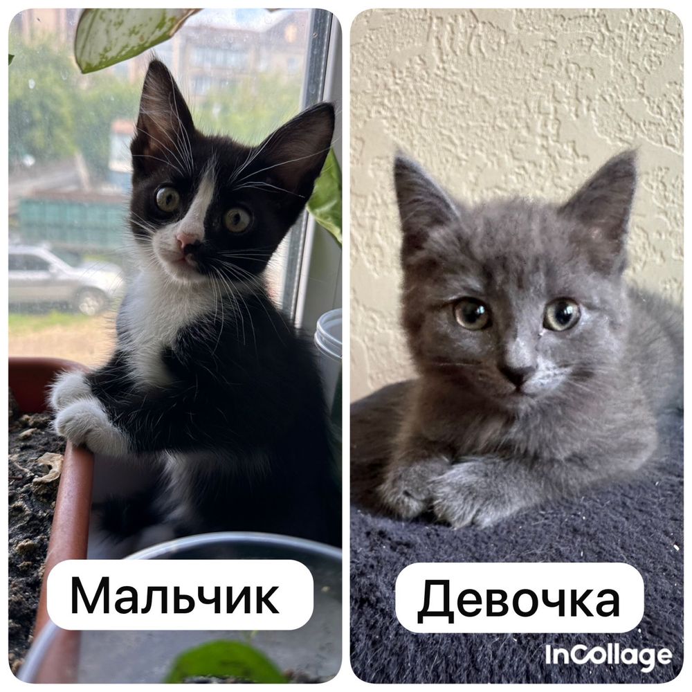 Отдам котят в добрые руки