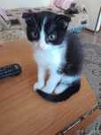 Котёнок вислоухий.