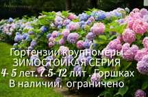 Большие кусты гортензии крупнолистной серии Бесконечное лето