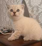 Котята шотландцы чистокровные