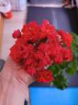 Продам укоренённые черенки, кустики цены разные
