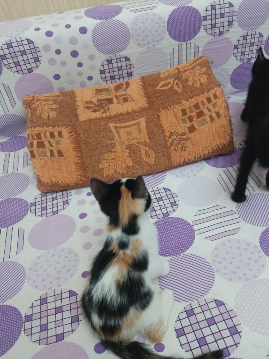 Котята,  в надёжные ручки, бесплатно!