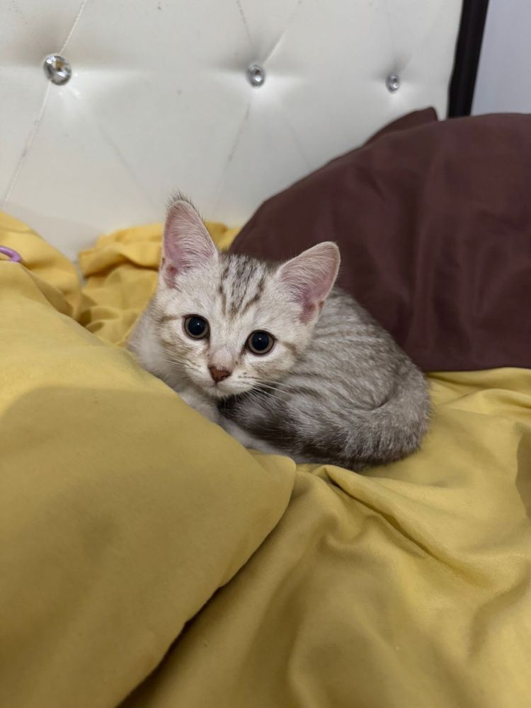 шотландский котенок