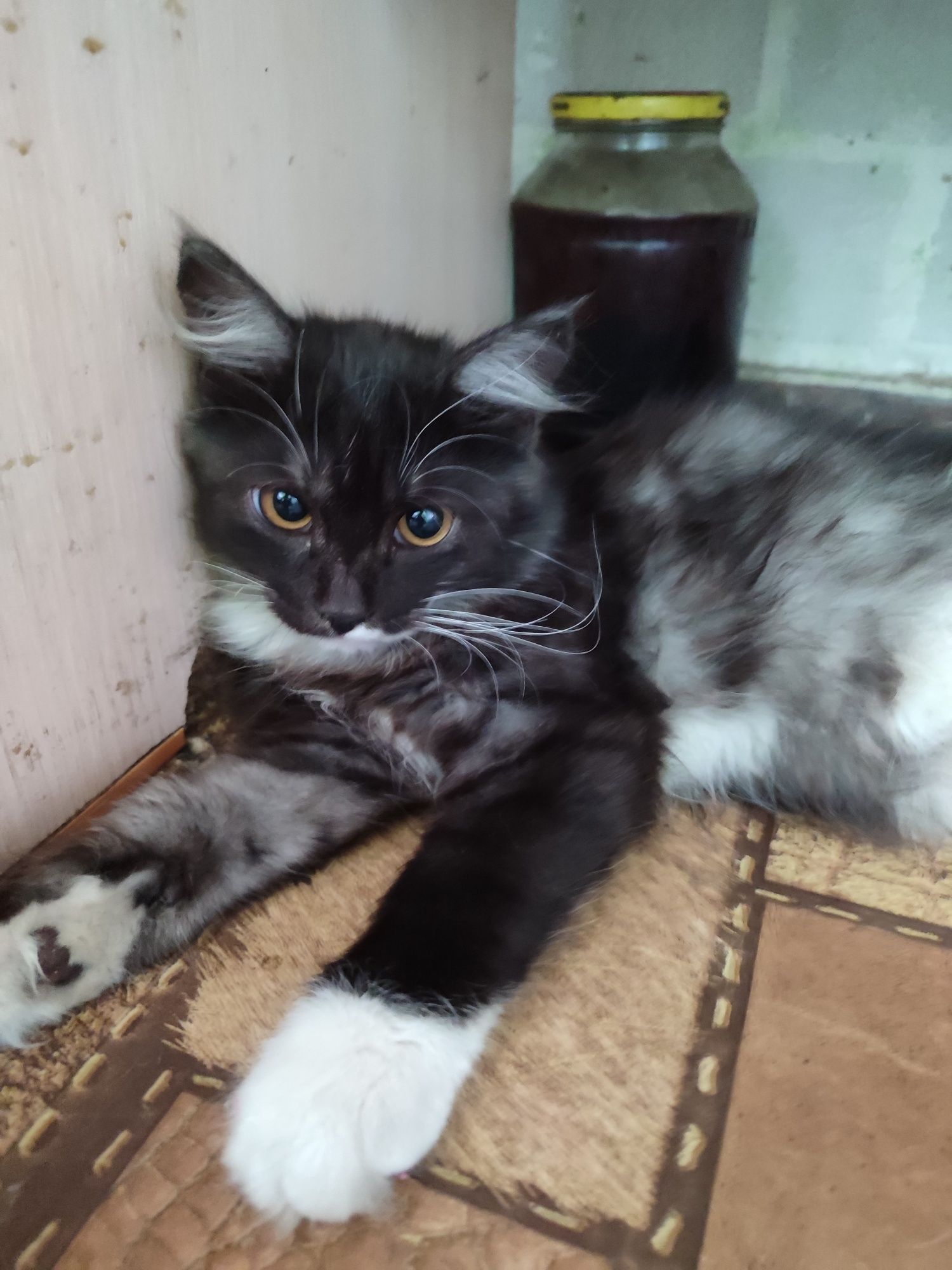 Отдам котят в добрые руки!