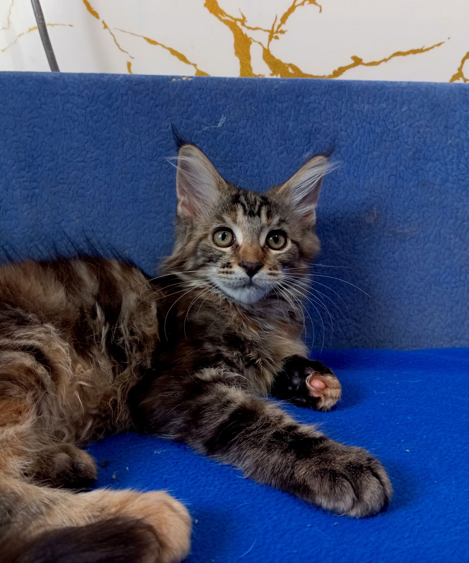 Котята породы Мейн Кун