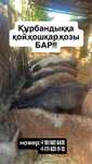 Кой кошкар козылар бар