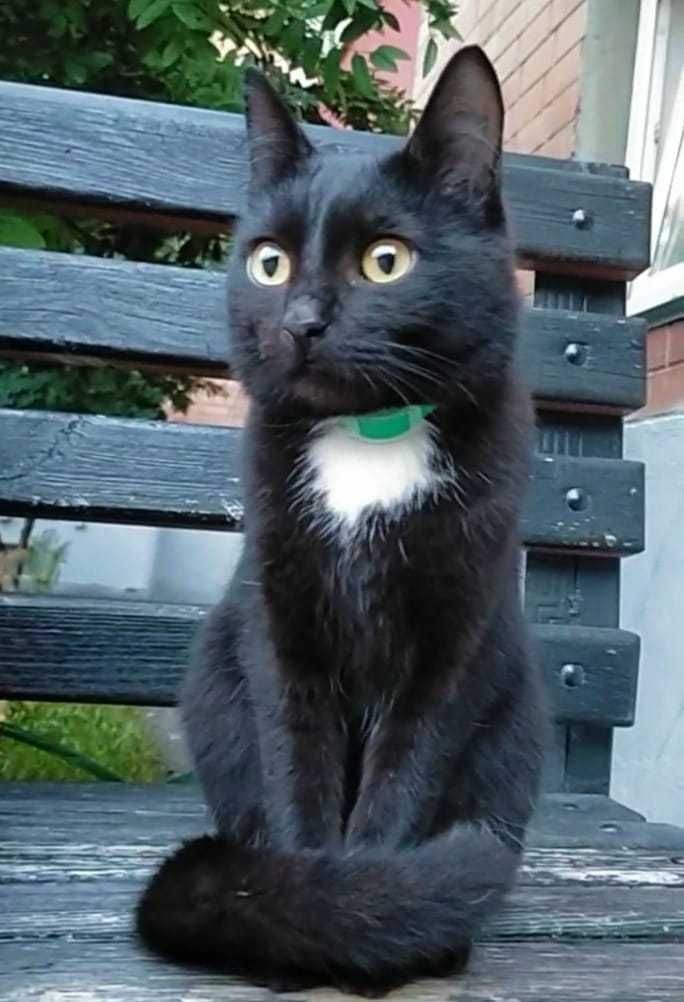 Кот ищет свою семью