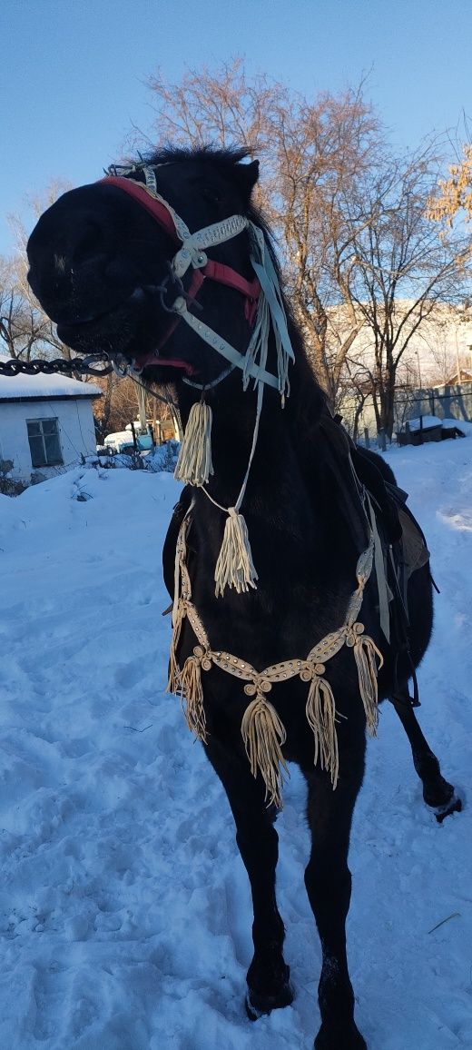 Продам наборный нагрудник из сыромятной кожи.