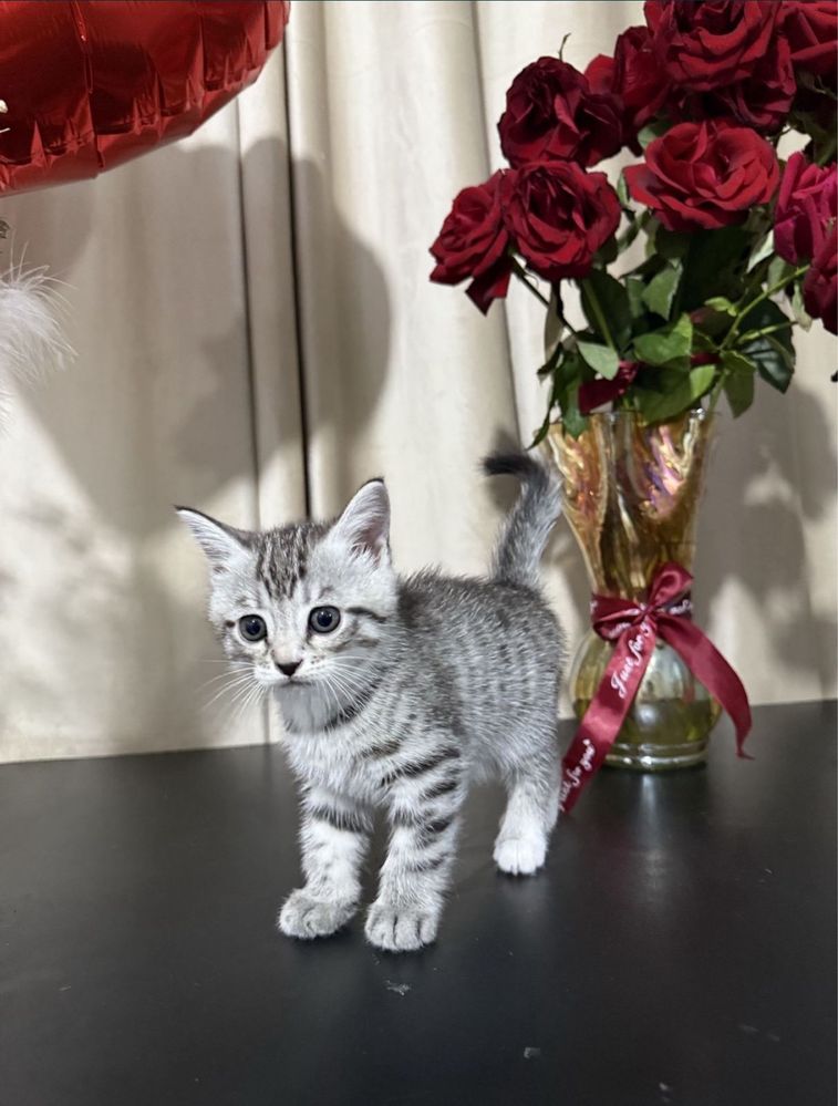 кот на продажу  шотландский