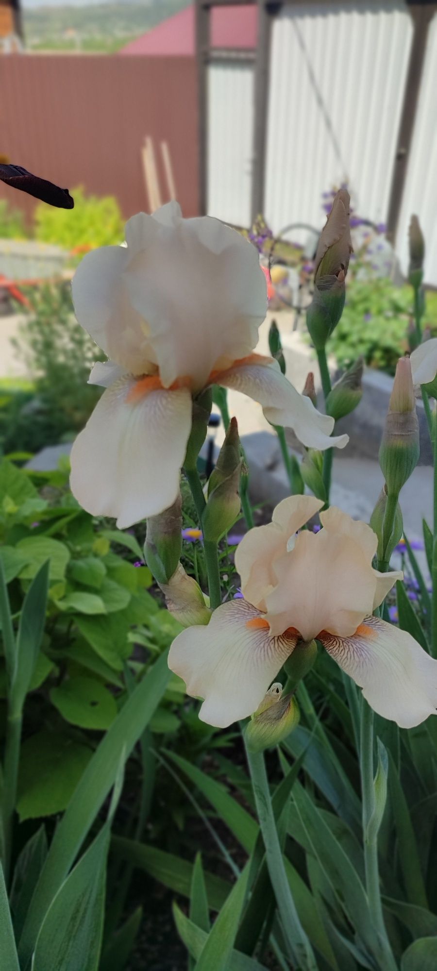 Продам корни ирисов сортовых