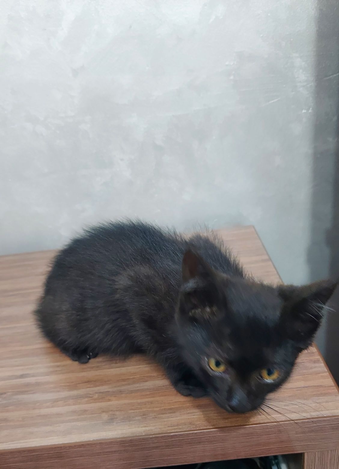 Отдадим котят в добрые руки