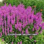 Колокольчики, седумы, злаки, спиреи японские и др. многолетники