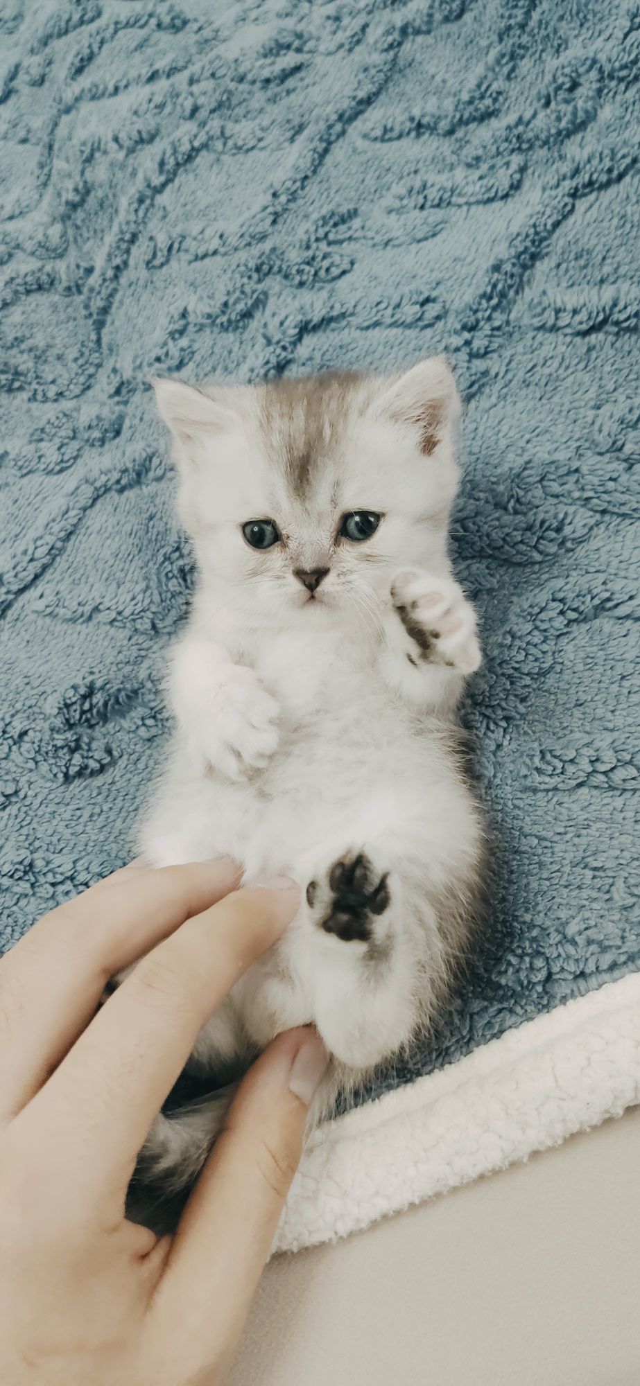 Британский шиншилла 1.5 месяца
