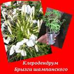 Комнатные цветы Райтия Аглоанема Сингониумы  чеапенсе Керли