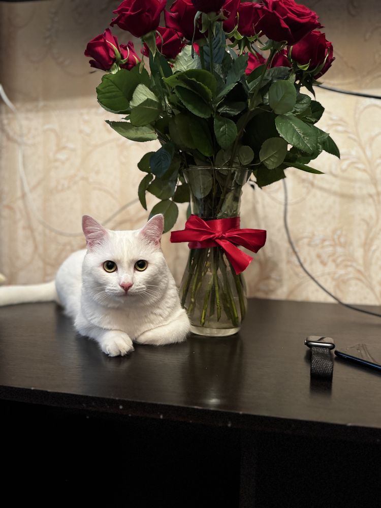 Отдадим в добрые руки