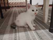 Котенок милые красивые
