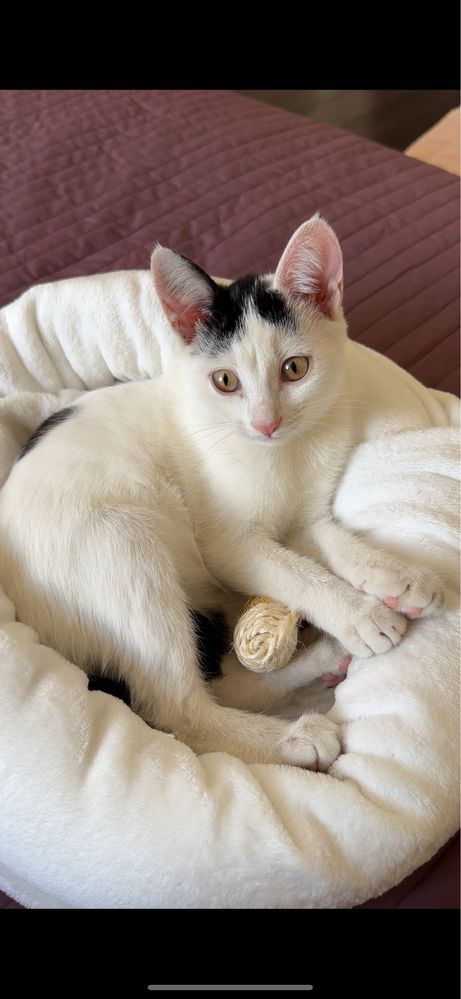 Котенок девочка в добрые руки