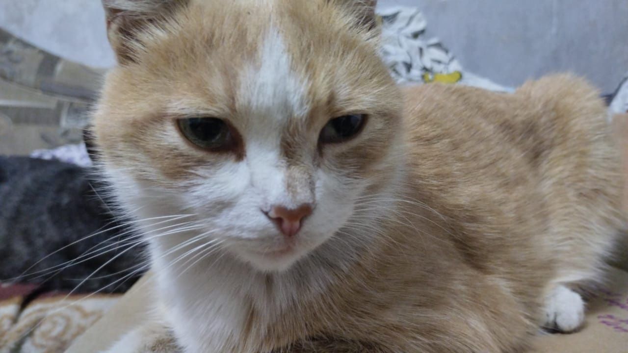 Пропал любимый Кот Симба