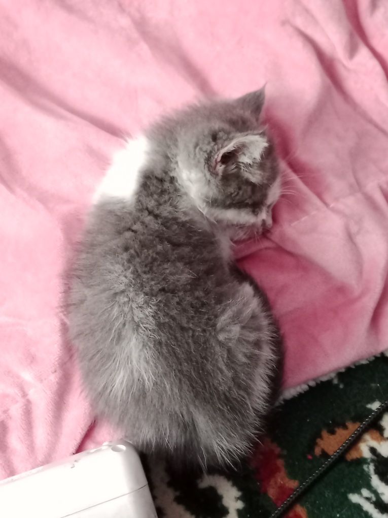 Отдам котёнка мальчика в добрые руки! Очень послушный