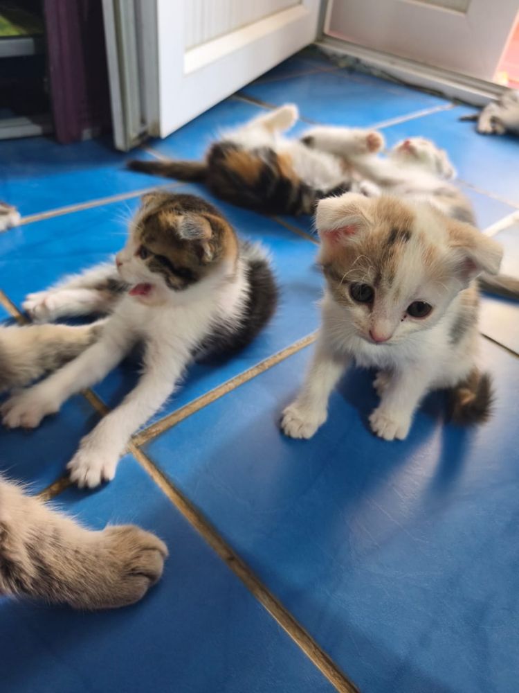 Котята 4 вислоухие . Мать чистая отец нет