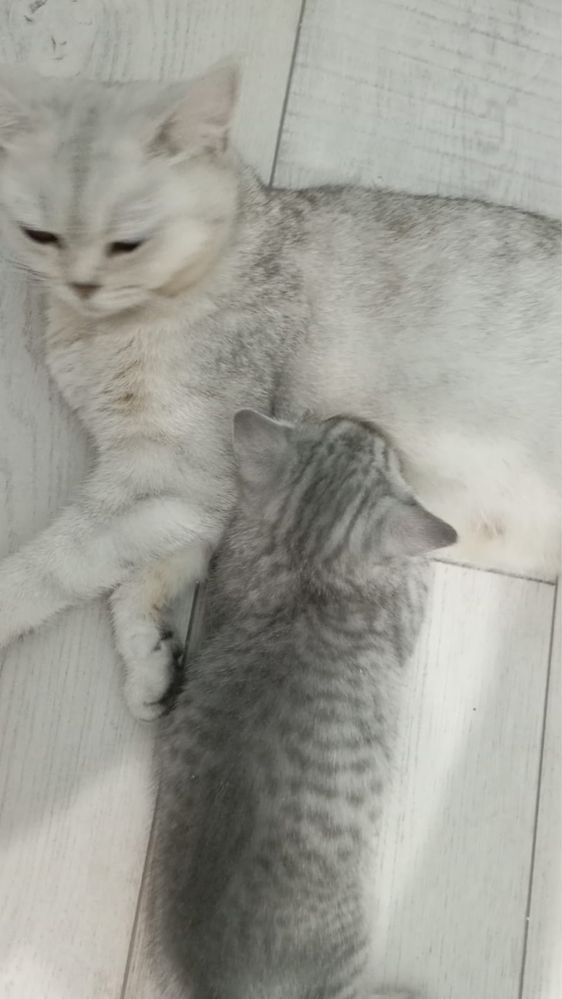 Продается породистый котёнок