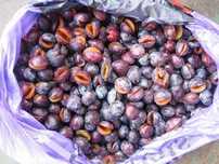 Продам замороженные вишню, клюкву, смородину, чернослив. Свежую тыкву