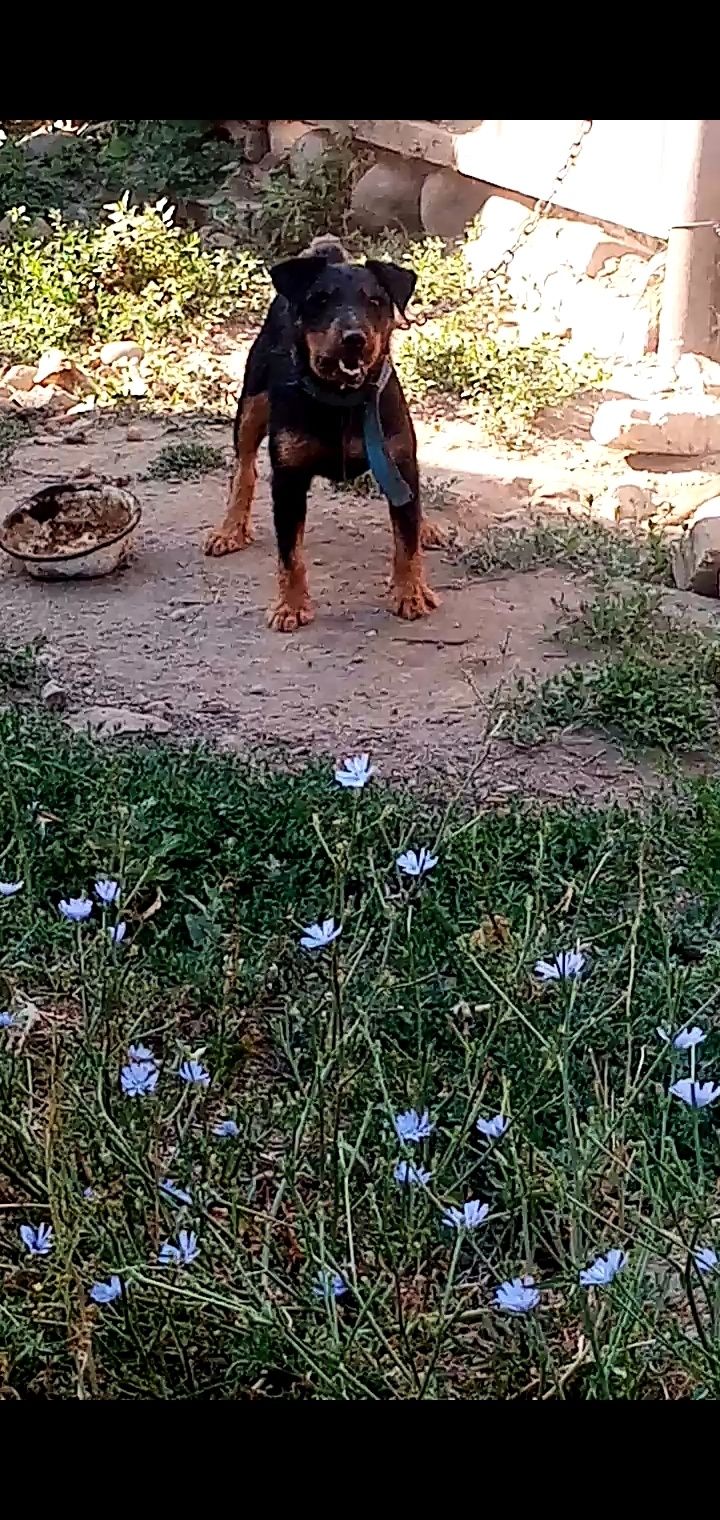 Ягдтерерь кабель только вязка.