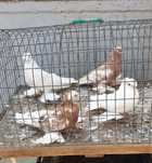 Голуби узбекские среднеклювые продам