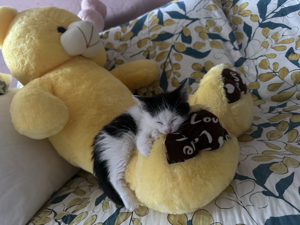 отдам котенка в добрые руки