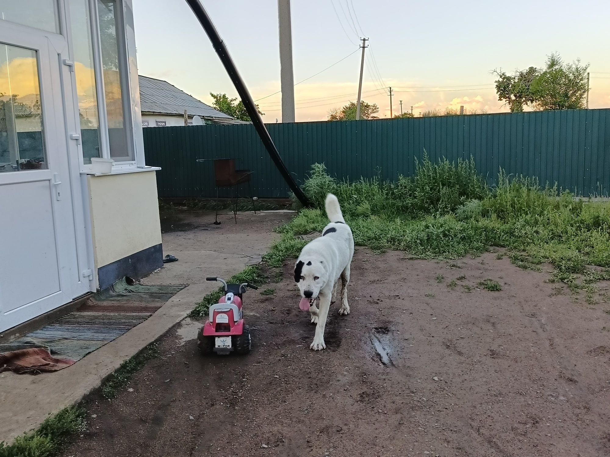 Продам Алабая Кобель